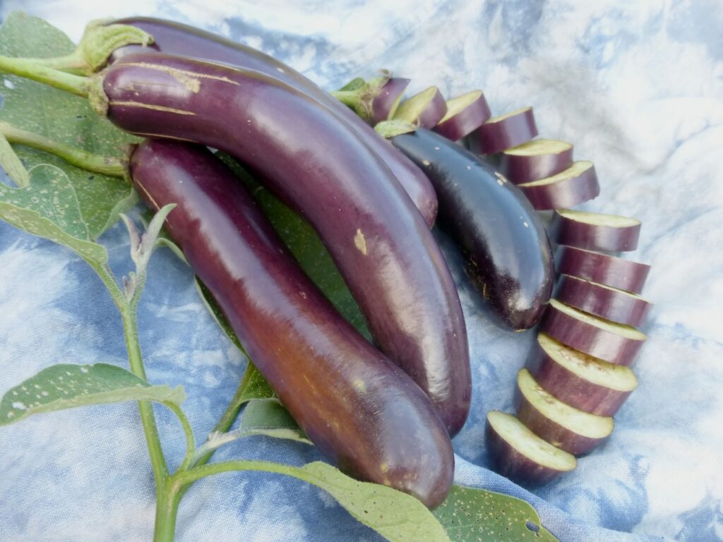 aubergine-shoya-long