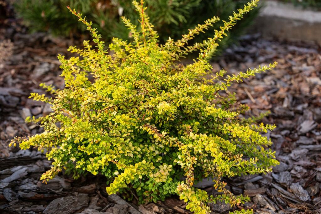 berberis