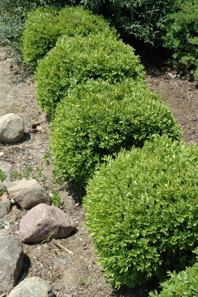 buxus-greengem