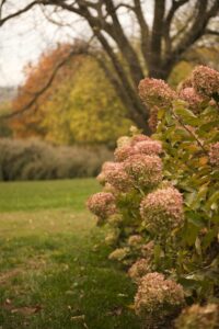 hydrangea-automne