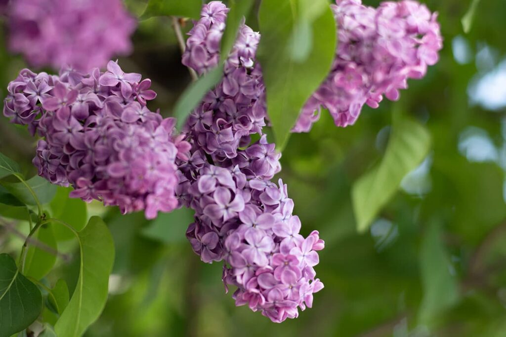 lilas