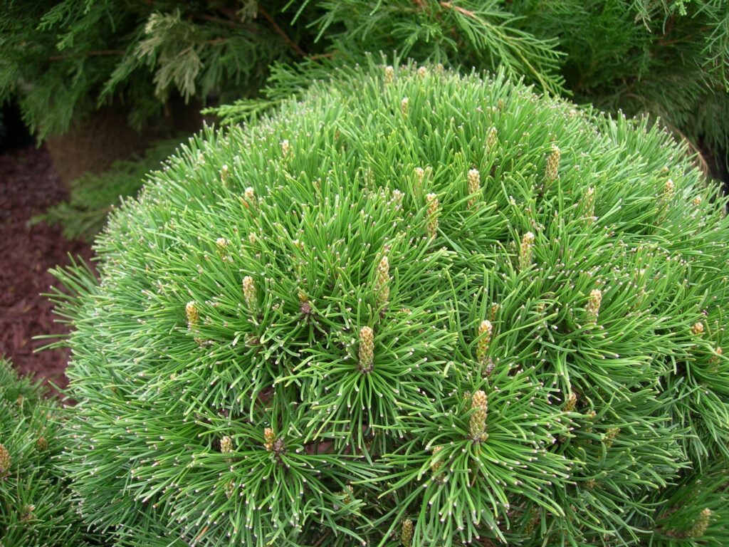 pinus-mugo-mughus-1