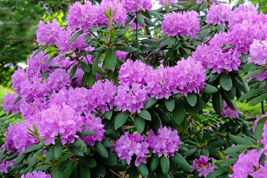 rhododendron