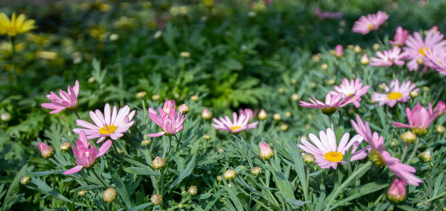 fleurs-roses