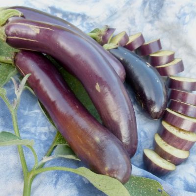 aubergine-shoya-long