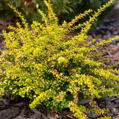 berberis