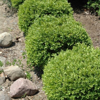 buxus-greengem