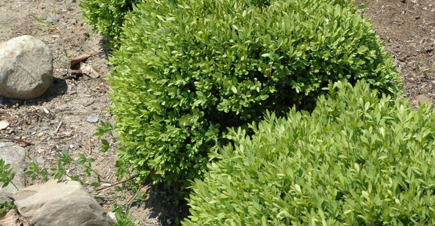 buxus-greengem