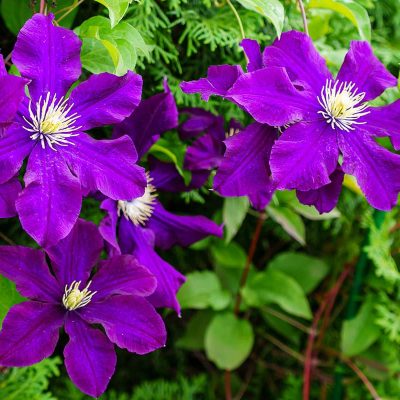 clematis