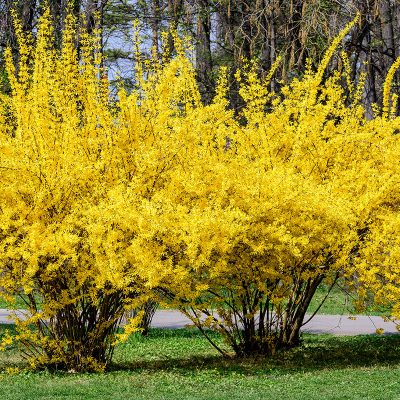 forsythia