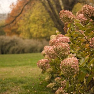 hydrangea-automne