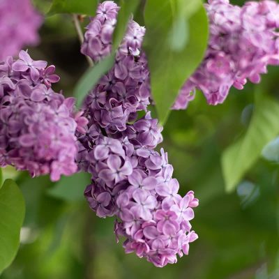 lilas