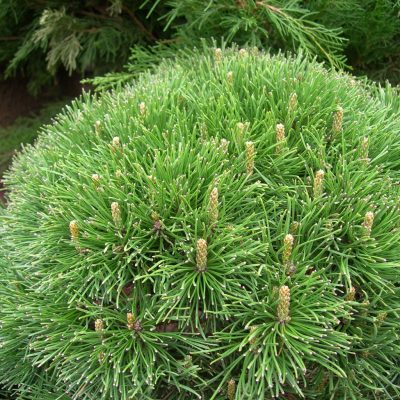 pinus-mugo-mughus-1