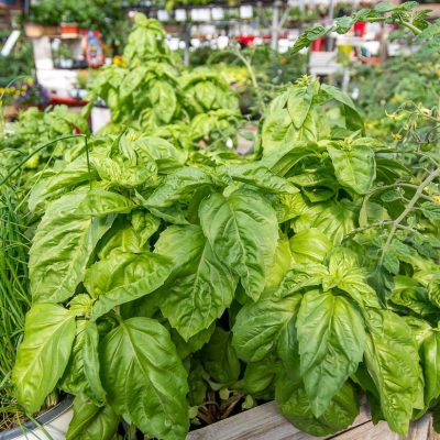 potager-en-contenant