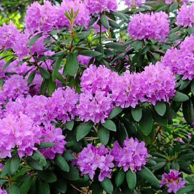 rhododendron