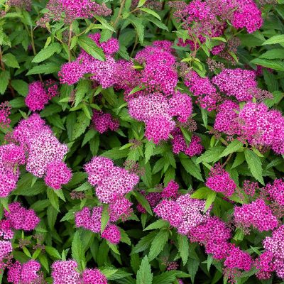 spirea-japonica