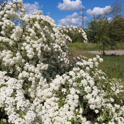 spirea-van-houtte