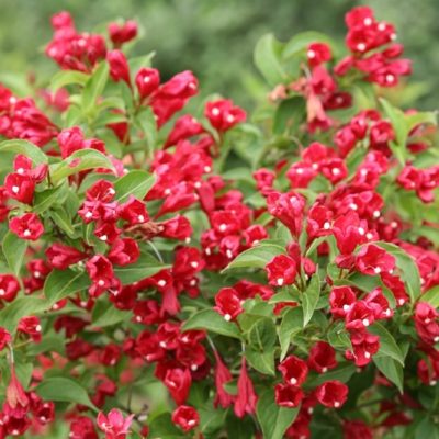 weigela-florida-red-prince-1